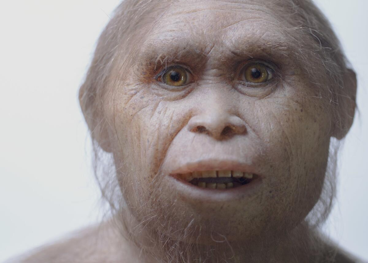 Esta foto del 2015 provista por Kinez Riza muestra una reconstrucción de un modelo del Homo floresiensis hecho por Atelier Elisabeth Daynes en el Museo Sangiran y el Early Man Site. En un ensayo divulgado el miércoles 8 de junio del 2016, investigadores dicen que dientes y fragmentos de quijadas descubiertos, que datan de hace unos 700.000 años, revelan información sobre ancestros de los Homo floresiensis, también conocidos como "hobbits", nuestros antepasados que medían poco más de un metro. Los restos fósiles fueron excavados a unas 46 millas (74 kilómetors) de la cueva donde se halló al primer hobbit en Indonesia. (Kinez Riza via AP)