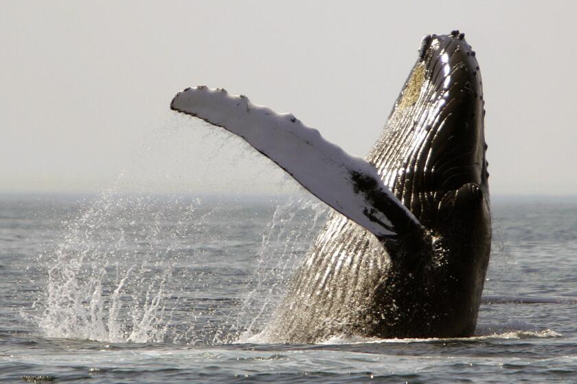 FILE - A humpback whale breaches on Stellwagen Bank about 25 miles east of Boston, on Aug. 22, 2005. Marine mammals that live in U.S. waters face major threats from the warming ocean temperatures, rising sea levels and decreasing sea ice volumes associated with climate change, according a new study. (AP Photo/Michael Dwyer, File)