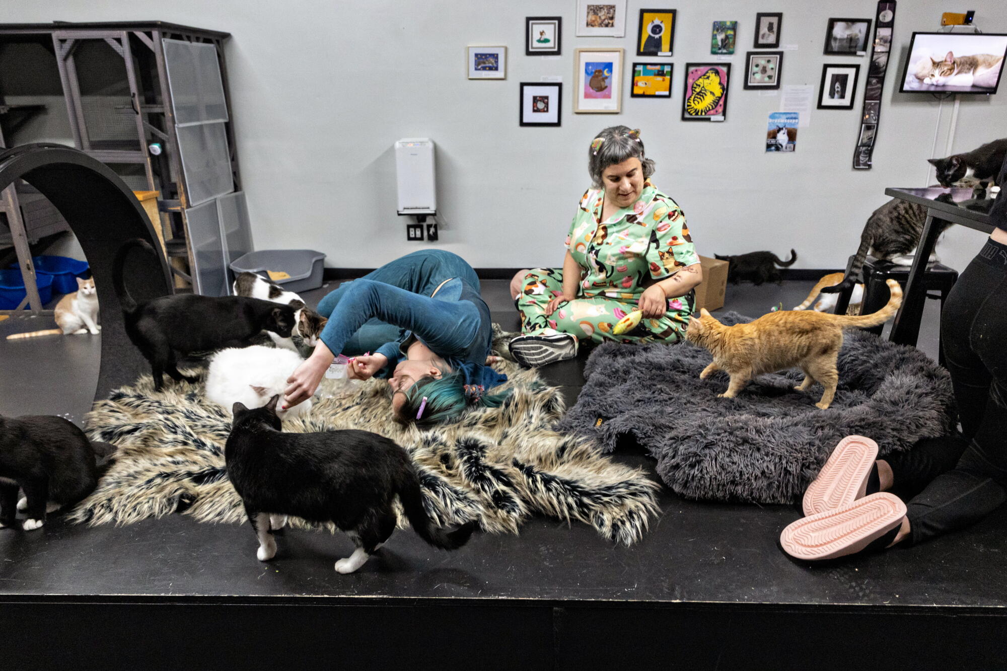 Slunber What it was like to have a 'slumber pawrty' with 39 very cute cats ...