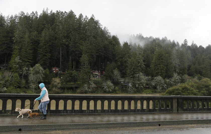 A woman walks her dog over the rising Russian River on Friday in Monte Rio, Calif.
