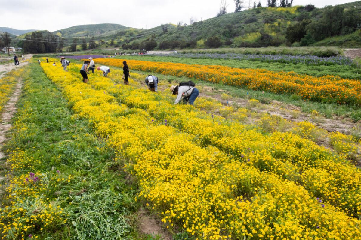 People bending over rows of bright yellow native plants aptly named California goldfields