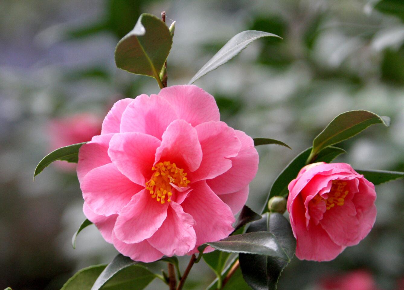 Photo Gallery: Descanso Gardens' Camellia and Tea Festival