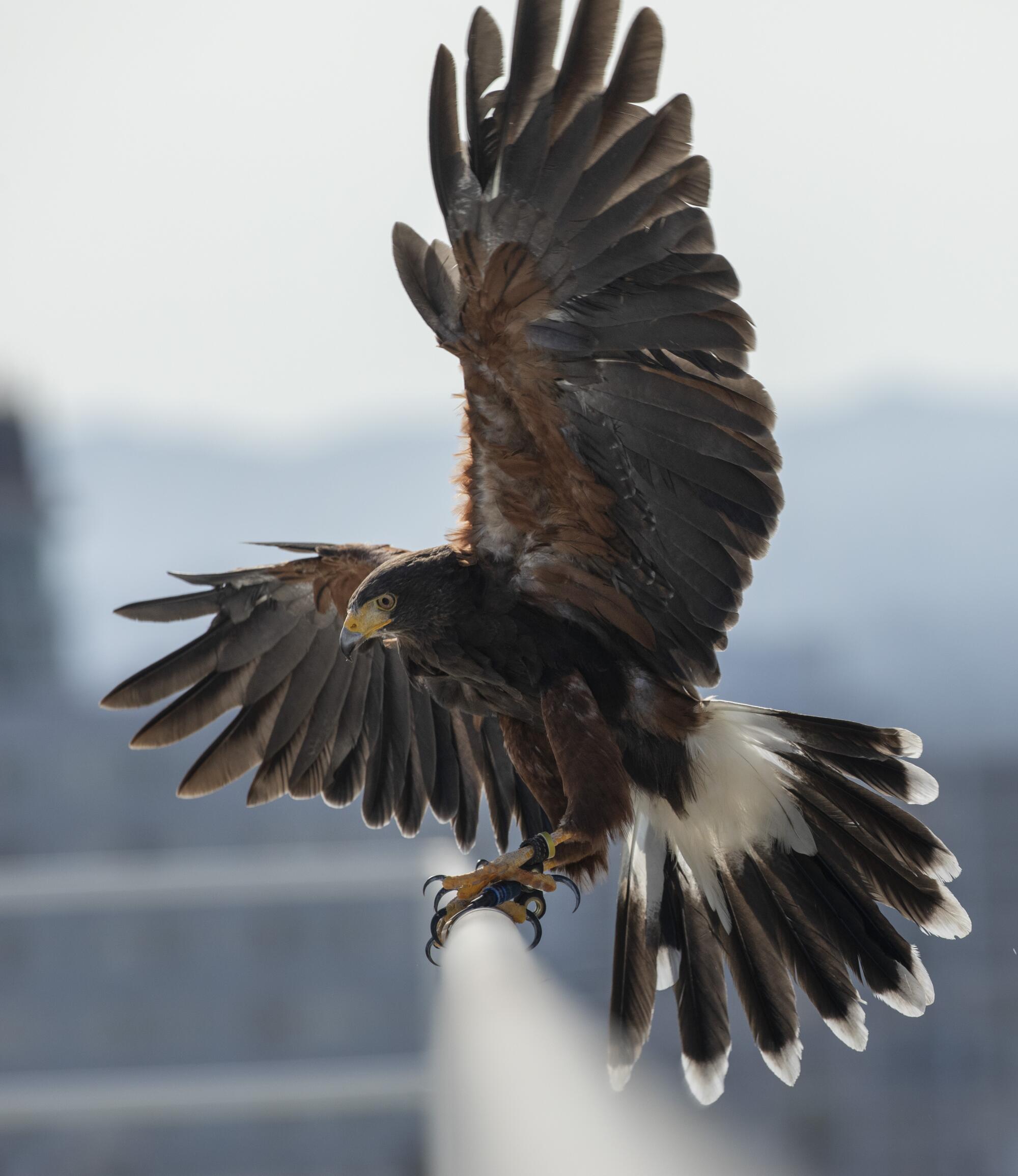 Spencer the hawk.