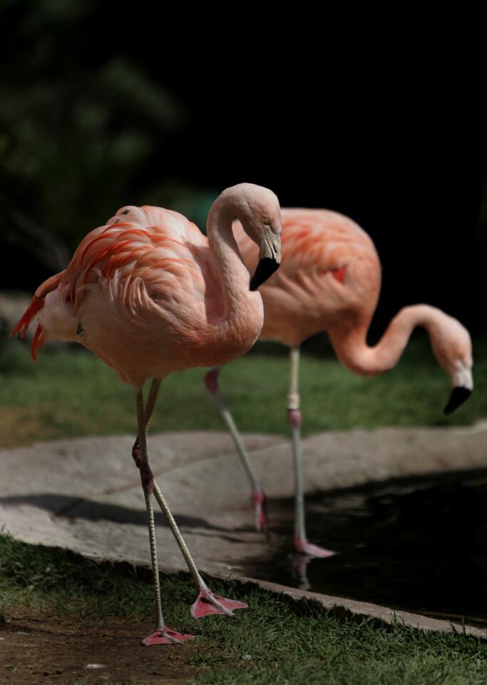 Chilean flamingos, distinguished by their gray legs and pink knees, are the namesake bird of the hotel's 15-acre wildlife habitat, also home to pheasants, swans, native grackles and some koi fish. OK, it's nerdy, but bring your binoculars just in case. Go to http://www.flamingolasvegas.com and click on "wildlife habitat."