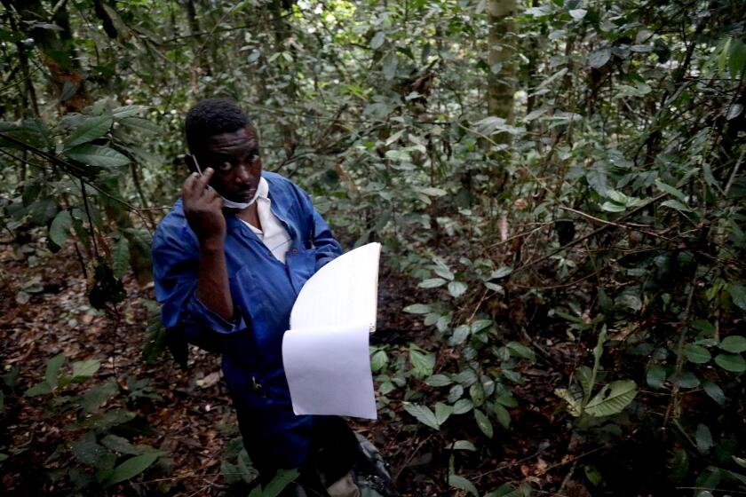A bonobo tracker, Nioka Monsiu, takes daily notes to monitor behavior, credit Peter Yeung