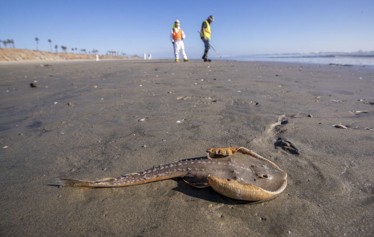 A dead juvenile guitar fish lies on sand darkened by spilled oil.