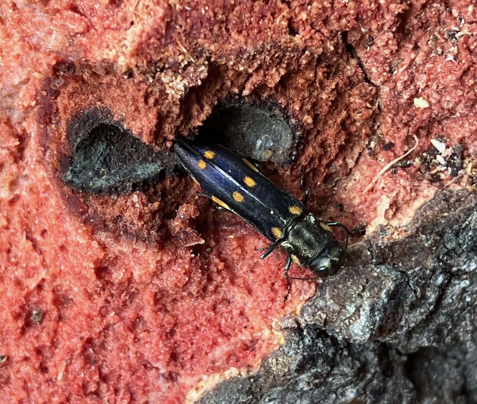 A beetle with six gold spots on its back, which is blackish blueish 