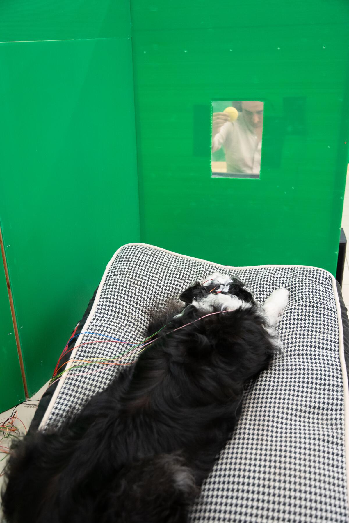 A dog participating in an experiment looks at its owner through a window.