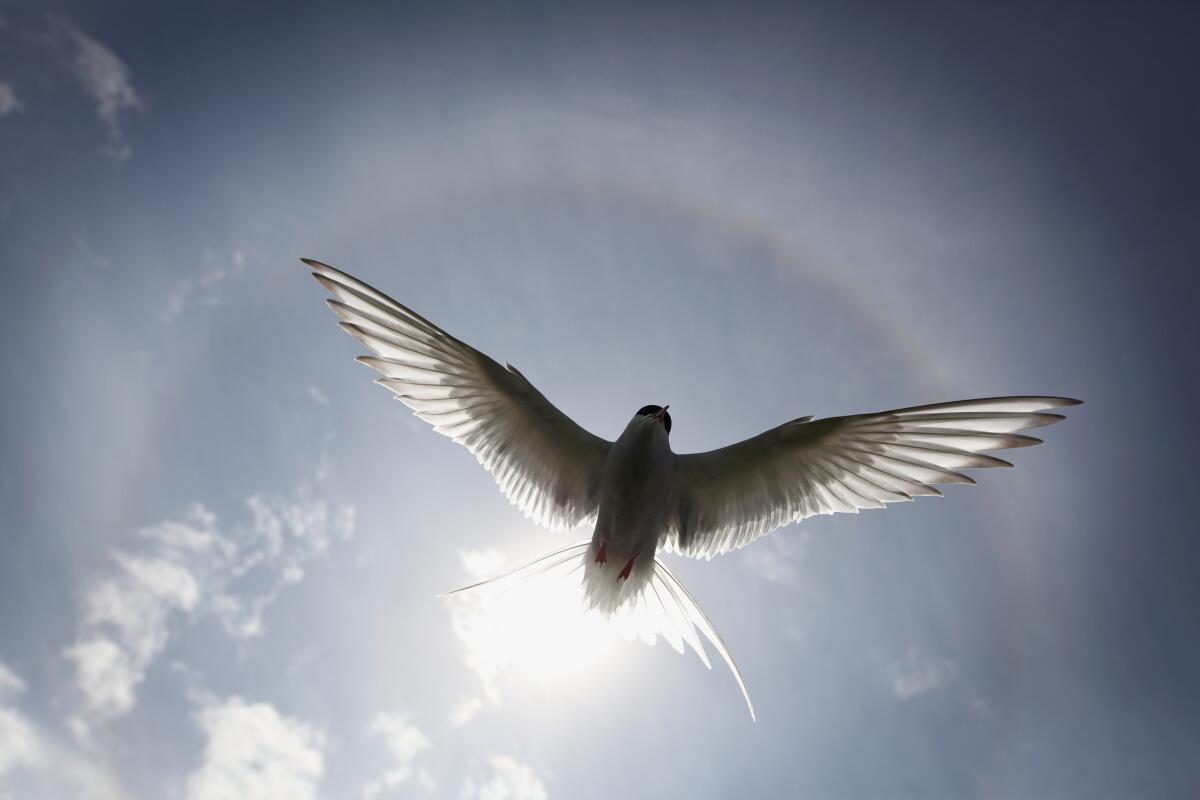  An Arctic tern silhouetted against the sky.