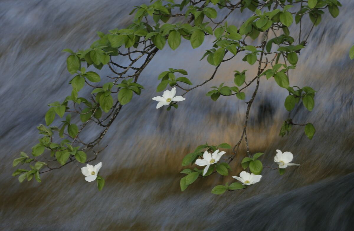 Branches with small white flower in the foreground; in the background, a blur of moving water.