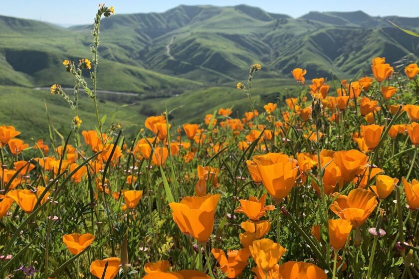 CHINO HILLS, CA - MARCH, 2019: Wildflowers at Chino Hills State Park (Janine Hsu)