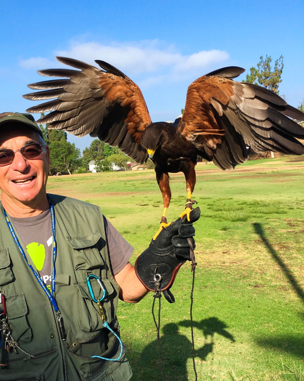 Falconer Bob Gordon with his Harris hawk Huxley for the San Diego Natural History Museum