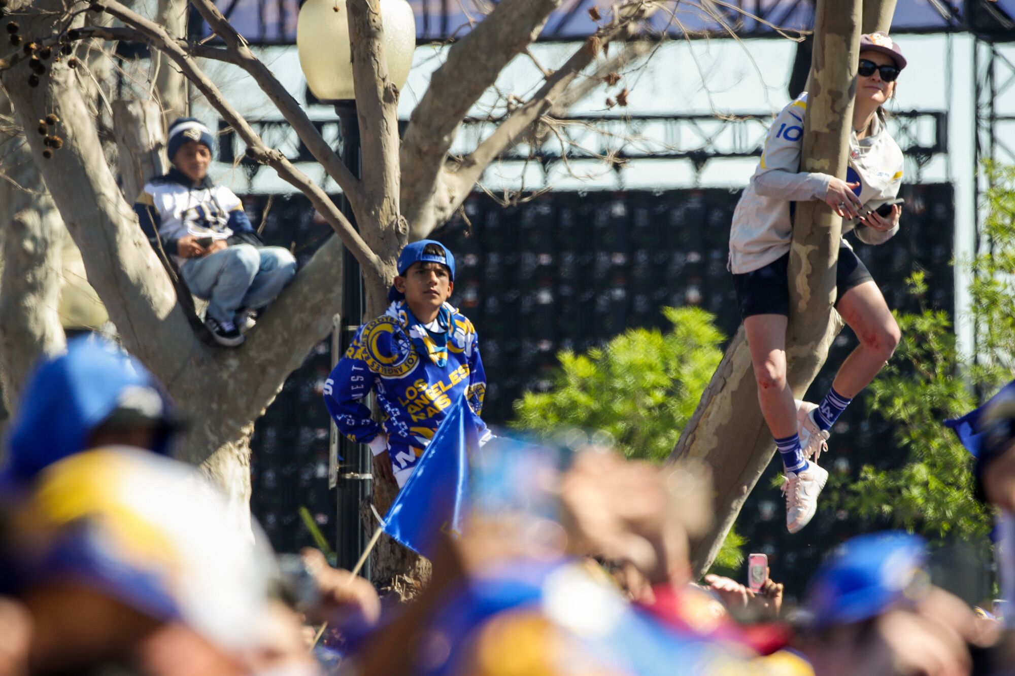Fans climb trees to get a better view of the Rams' victory parade.