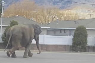 Esta imagen cortesía de Matayah Utrayle-Shaylene Smith muestra a un elefante que escapó mientras cruza una calle, el martes 17 de abril de 2024, en Butte, Montana. (Matayah Utrayle-Shaylene Smith vía AP)