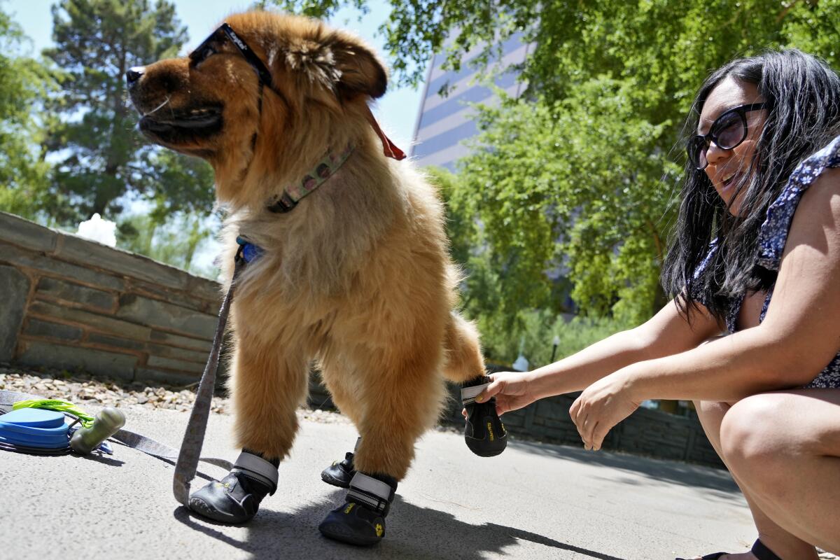 ARCHIVO - Terry Tang coloca unas botas a su perro de 7 a?os de edad "Teddy" 