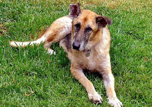 Times reporter Rene Lynch adopted Rambo, formerly known as Sid ("skinny itchy dog") in September. She then began to wonder about those animal rescuers who kept the dog alive even though he was such a long shot for adoption.