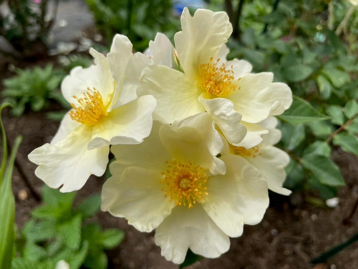 The David Austin website describes single petal rose 'Kew Gardens' as completely thornless.