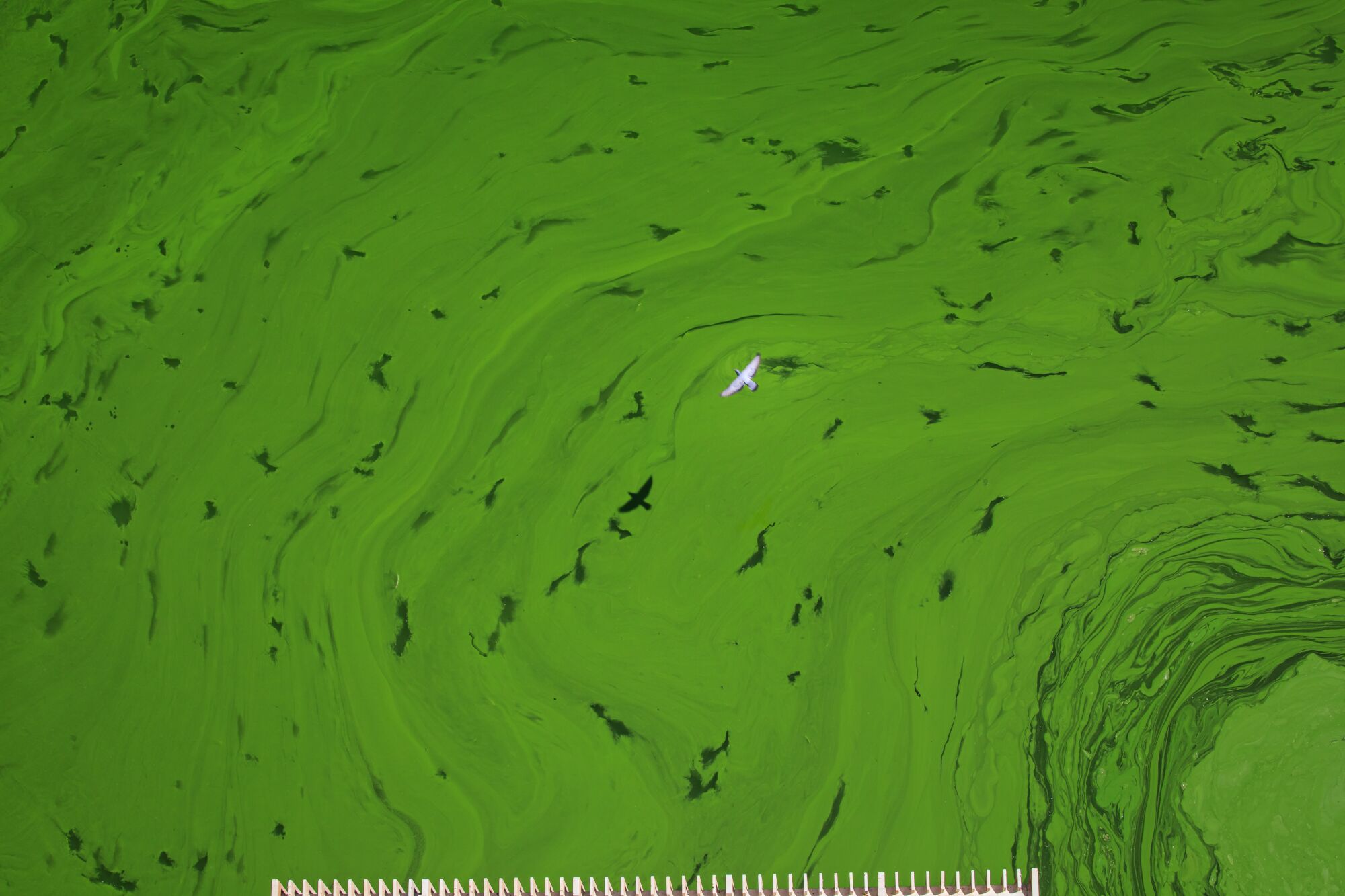 A river is full of green algae