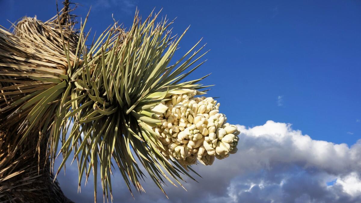 A Joshua tree in bloom near the national park east of Los Angeles. (Kevin Wong / Joshua Tree National Park Assn.)