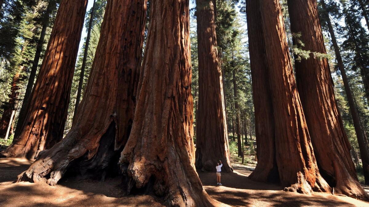 A woman stands amid a grove of a giant Sequoia trees in Sequoia National Park.