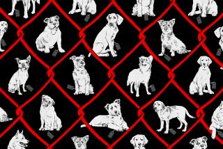 Illustration of a group of dogs with price tags within the squares of a chain link fence