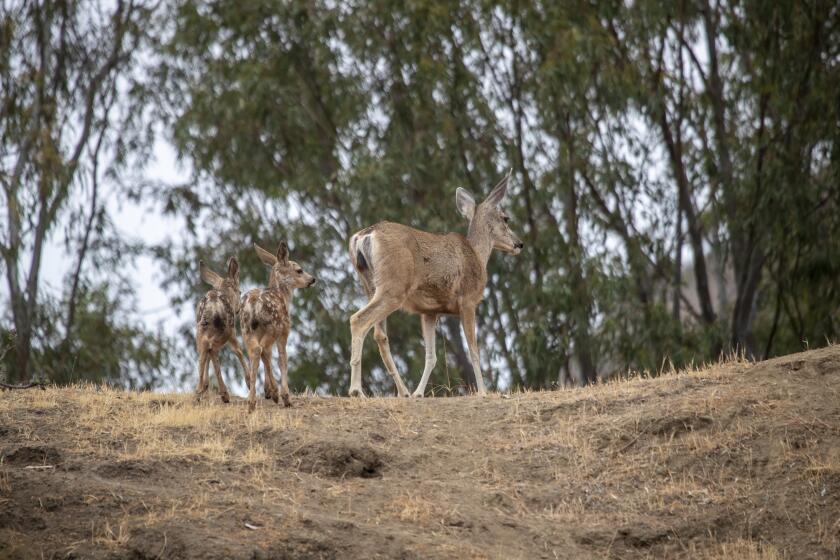 Catalina Island, CA - June 26: A deer and it's babies walk near the hospital on Saturday, June 26, 2021 in Catalina Island, CA. (Allen J. Schaben / Los Angeles Times)