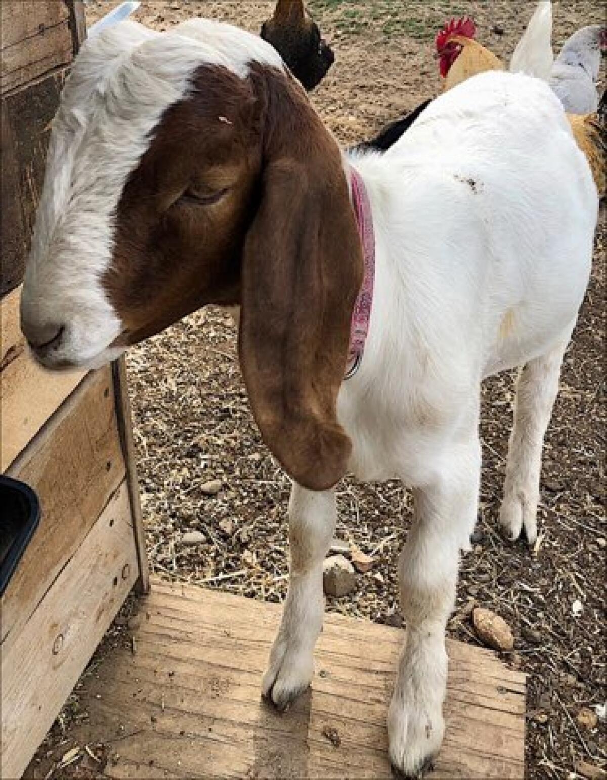 A brown and white goat. 