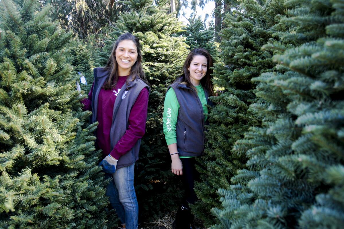 Two people standing in the middle of a Christmas-tree lot