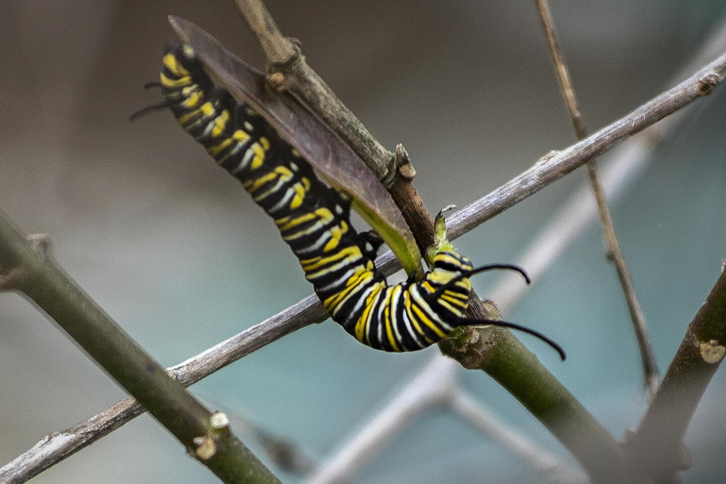 A caterpillar on a bush
