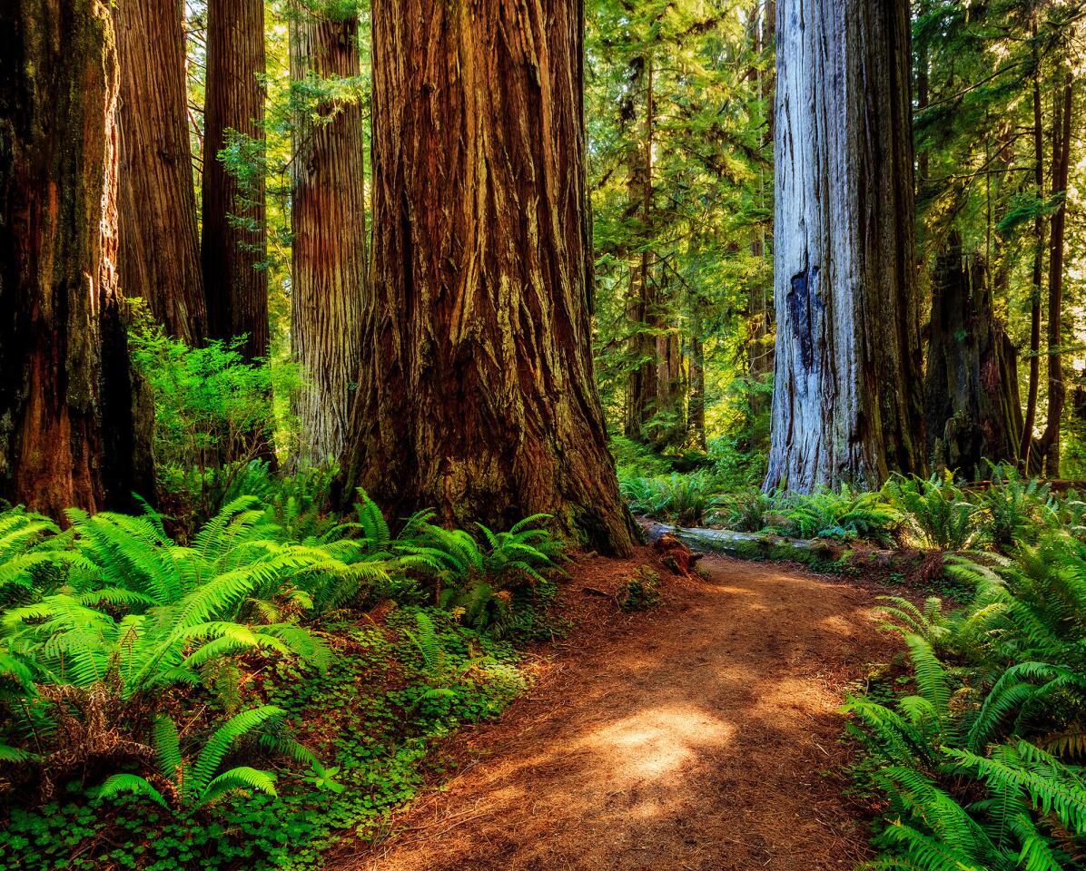 You'll find picturesque area full of towering redwood trees four hours north of San Francisco. The Redwood Coast spans 175 miles of coastline and is home to forests of giant trees. The scenery might look familiar; it's been showcased in film franchises such as "Star Wars" and "Jurassic Park." Also, Redwood National Park turns 50 this year. Check out Humboldt County’s quirky shops, oysters and brewpubs.