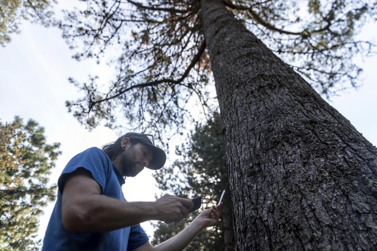 Shea Cope, un arboricultor del Washington Park Arboretum, un extenso parque de 93 hectáreas