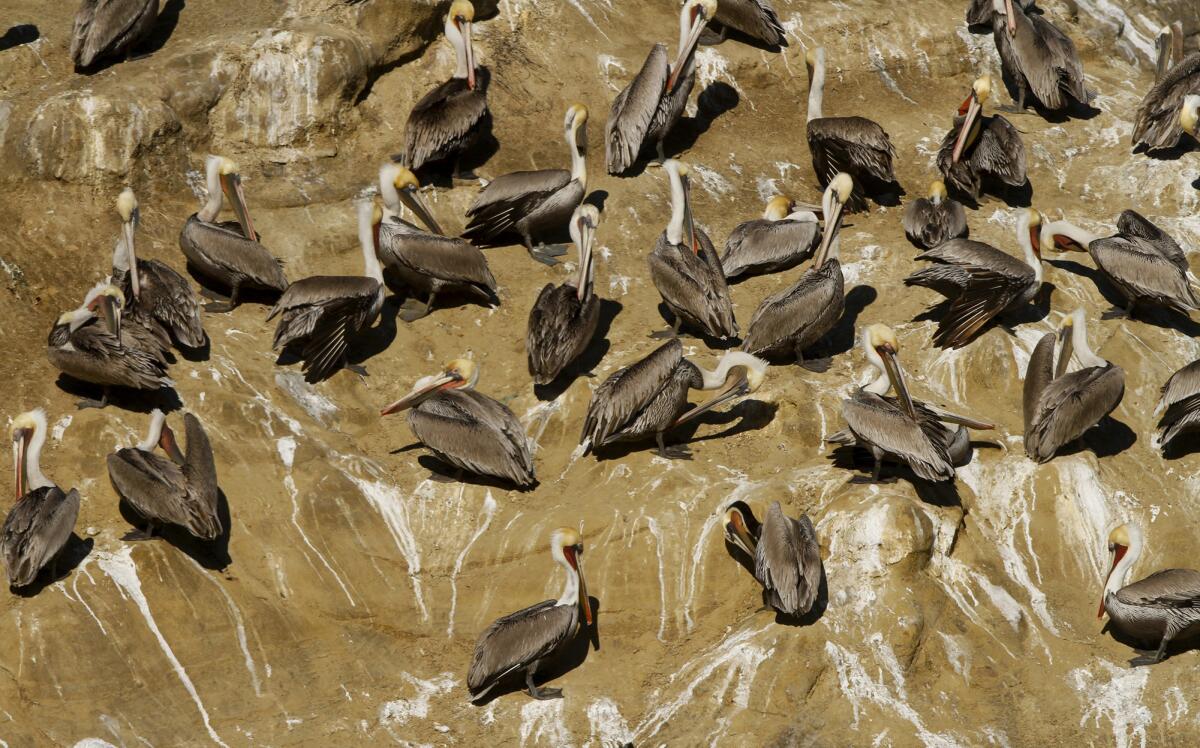 Pelicans perched on the rocks against a backdrop of stinky white excrement on the rocks surrounding La Jolla Cove.