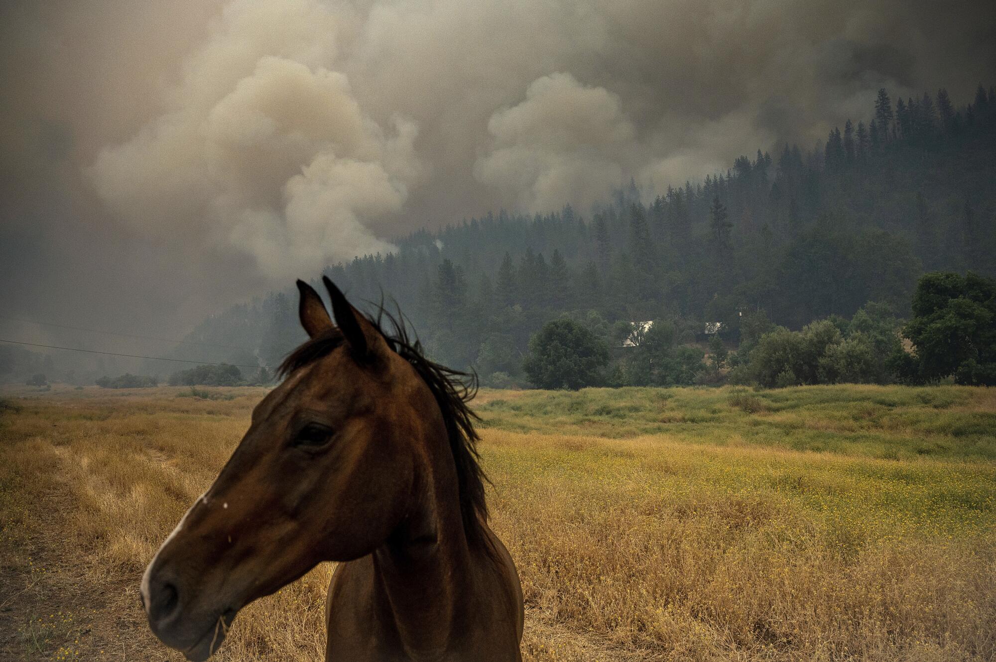 A horse looks up from grazing in a field with wildfire smoke in the background.