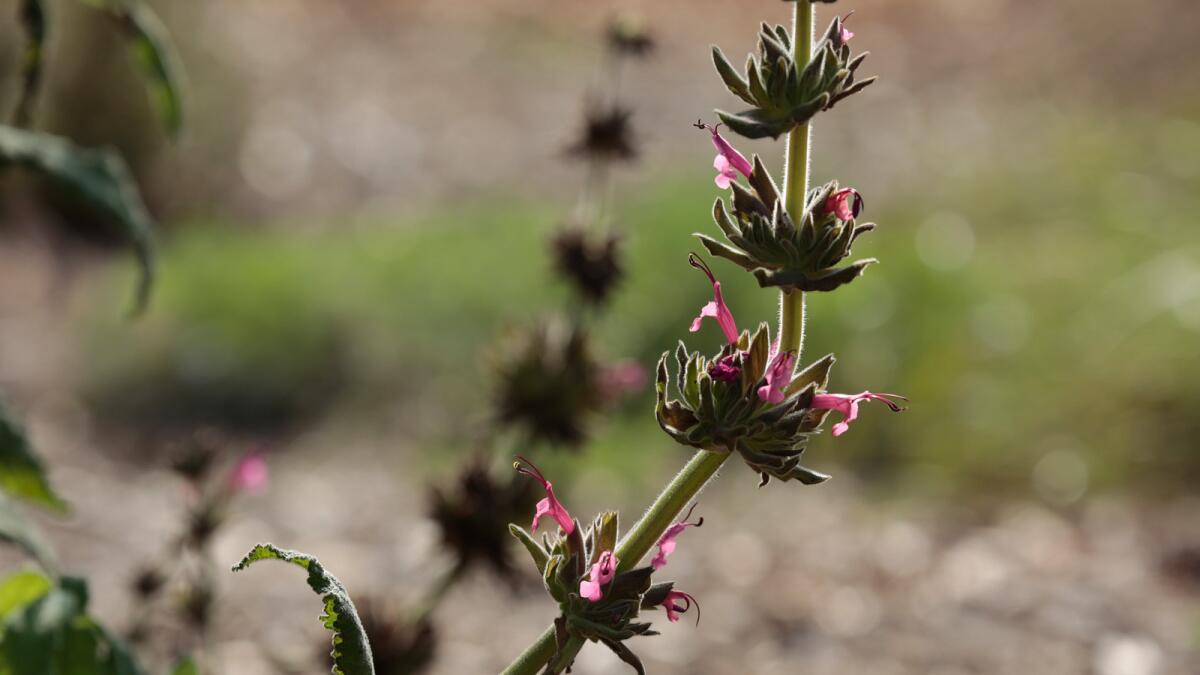 Hummingbird sage blooms in the oak woodland.