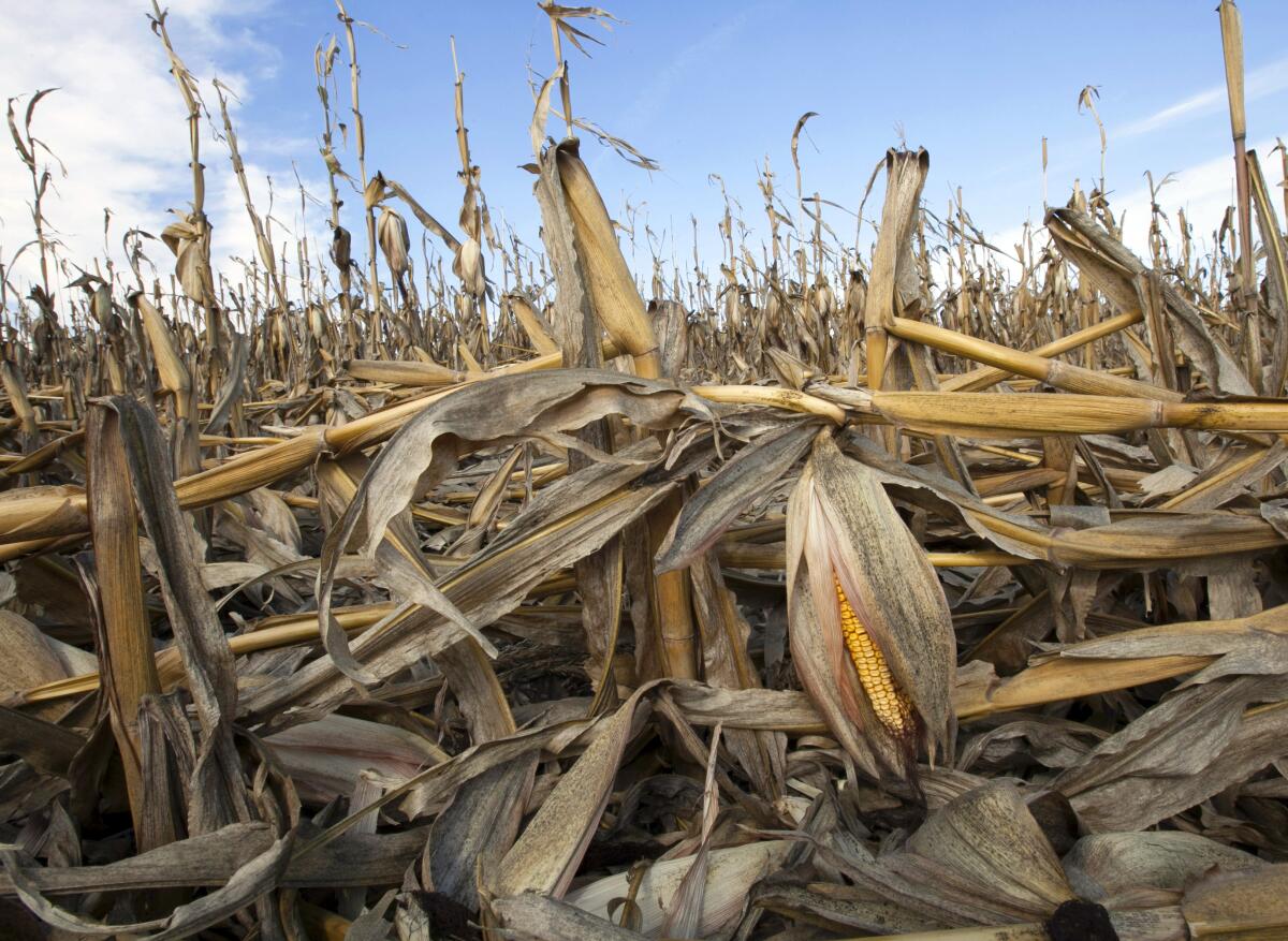 Plantas de maíz debilitadas por la sequía yacen en el suelo después de una fuerte lluvia,