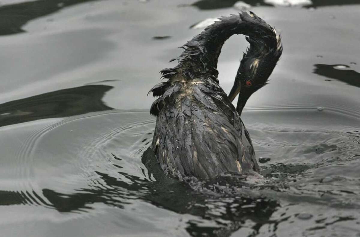 A bird covered in oil is shown at Fort Baker cove in Sausalito, Calif., Thursday, Nov. 8, 2007.