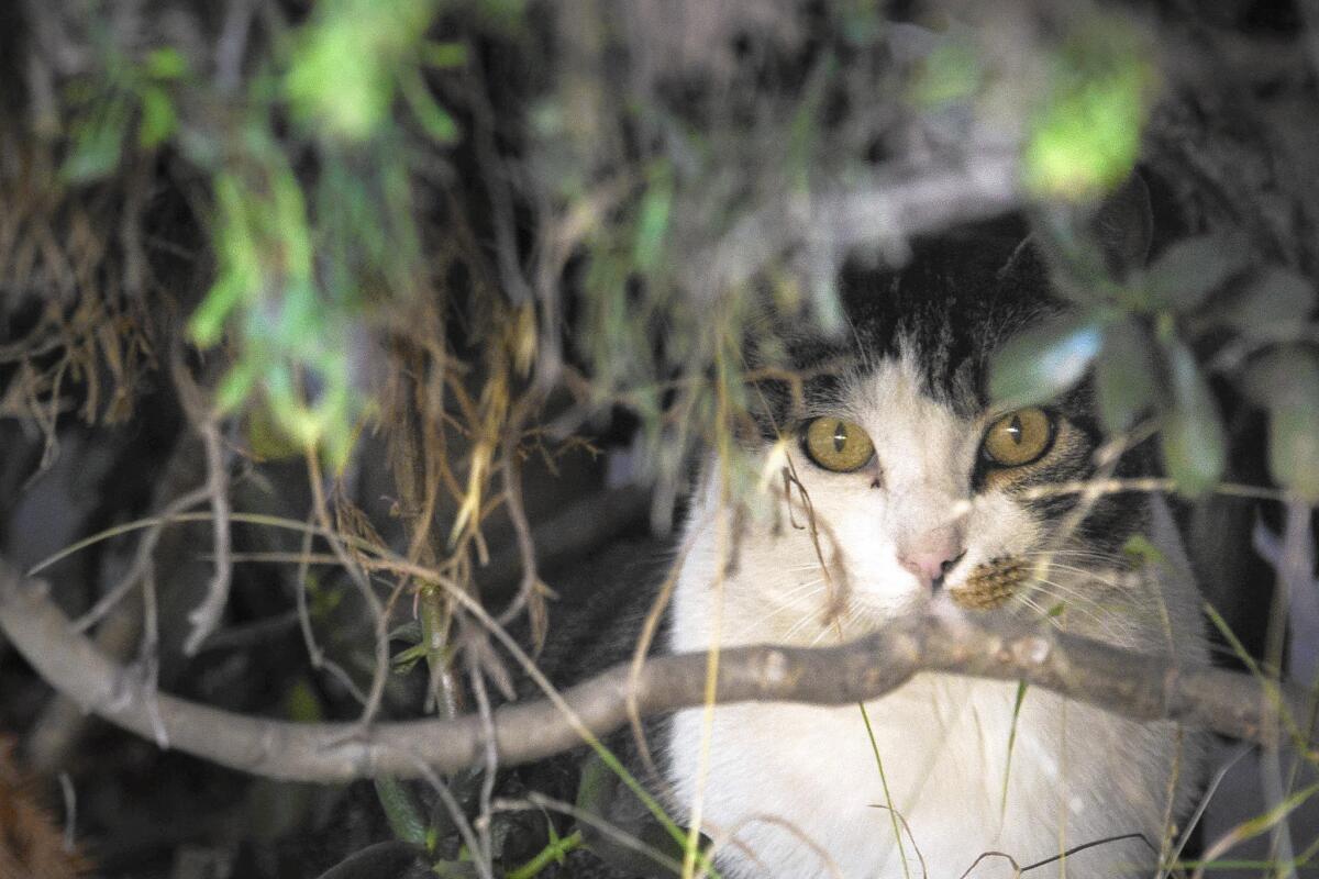 About 70% of cats brought to L.A. County shelters end up being killed.