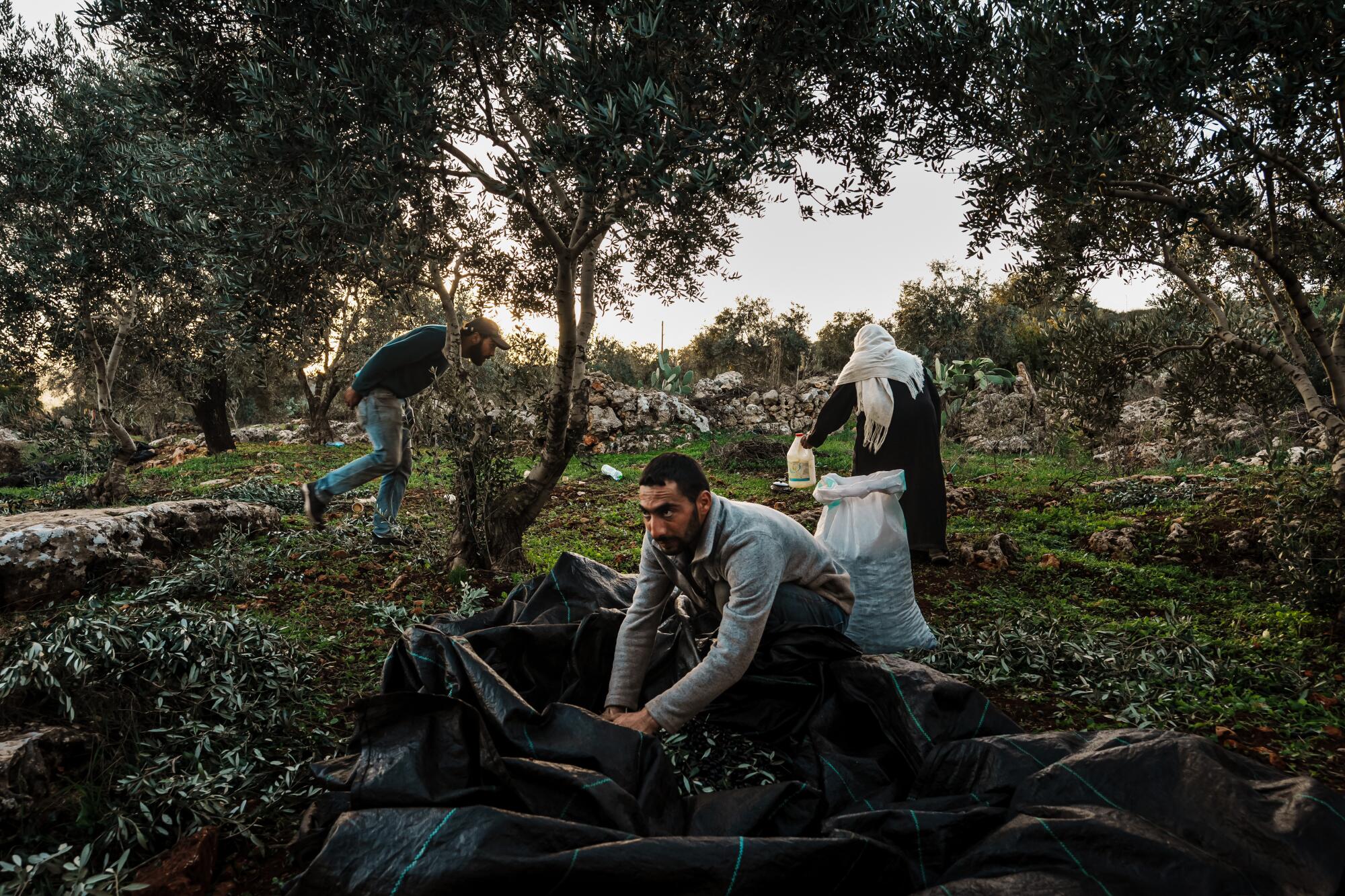 努尔·阿布·阿瓦德 (Nur Abu Awad) 正在采摘橄榄，并为以色列巡逻队留意着穿过自家树林的道路。
