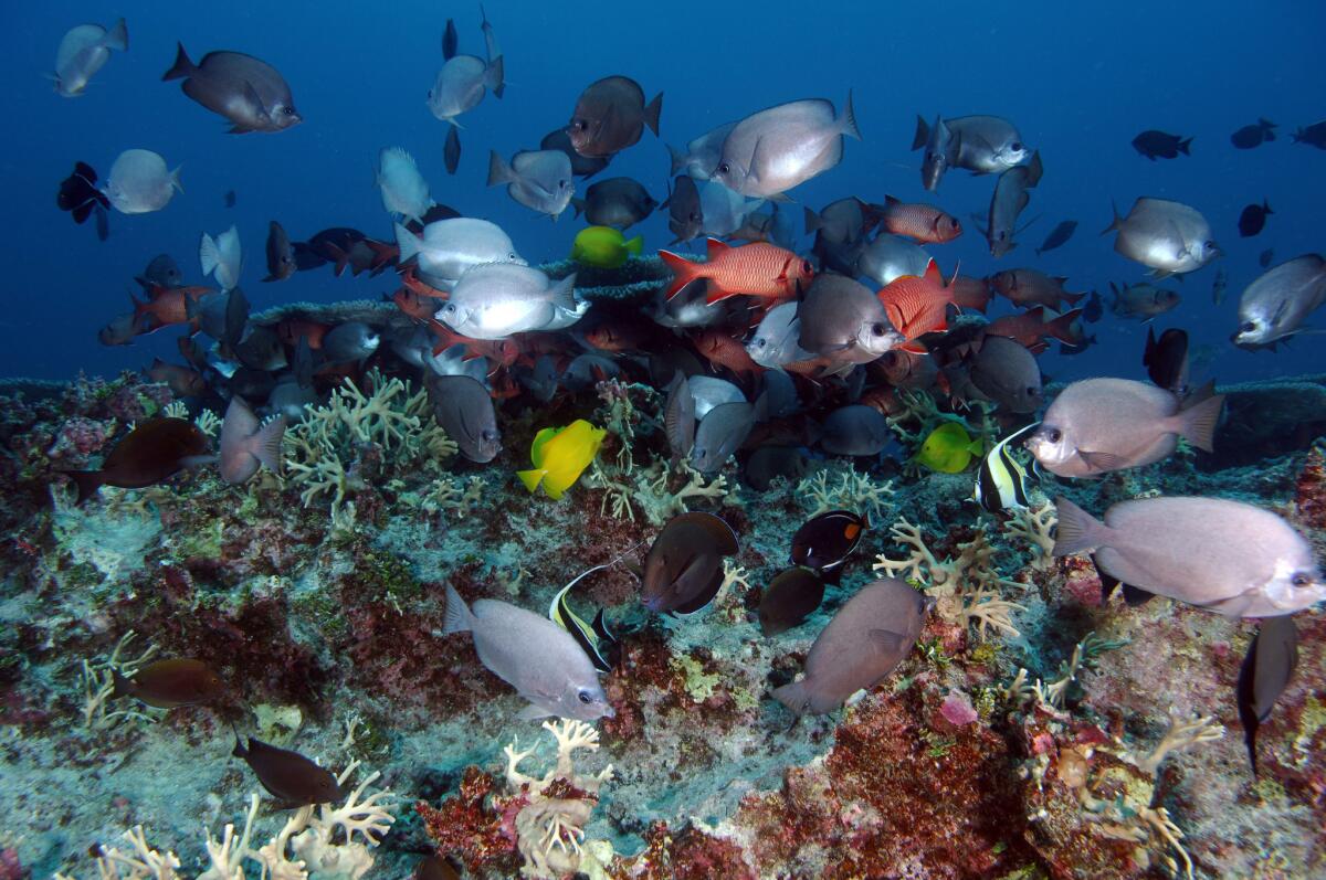 Scientists are concerned that coral reefs, such as this one at the Papahanaumokuakea Marine National Monument, northwest of the main Hawaiian islands, are in danger as the ocean absorbs more carbon dioxide, making water more acidic.