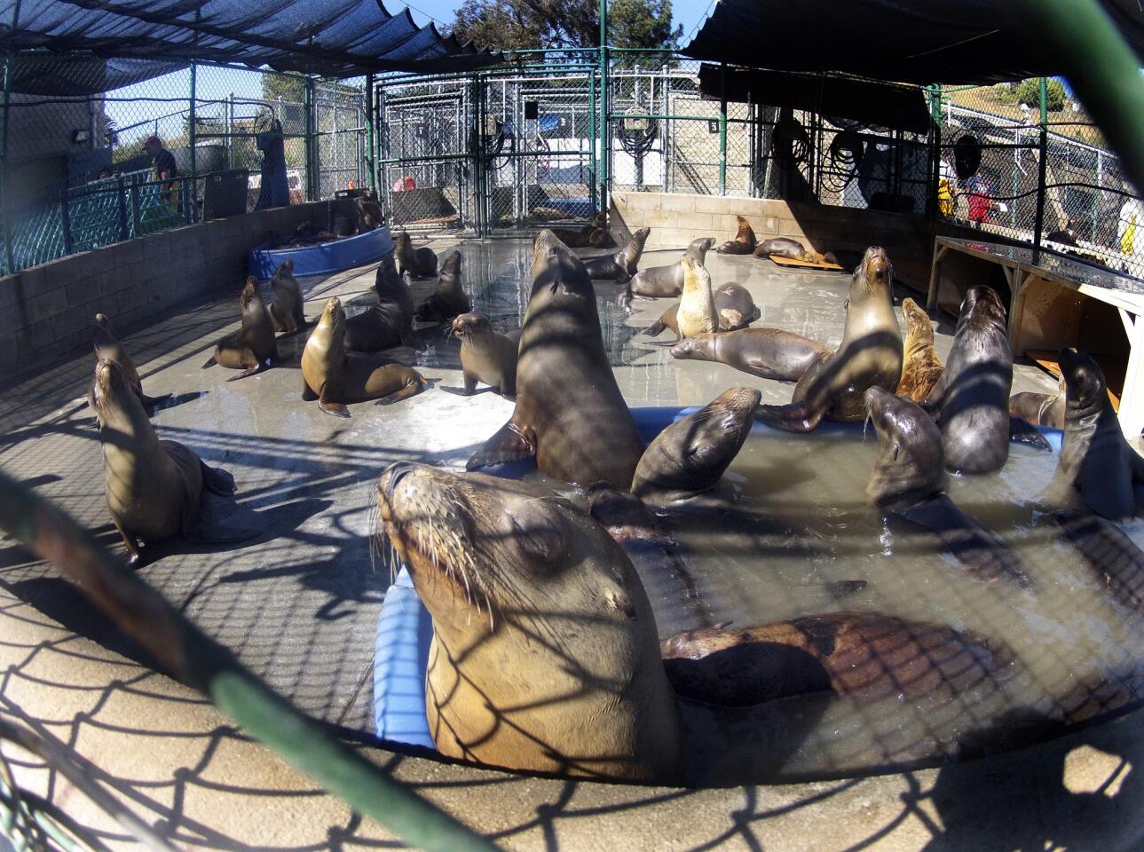 Dozens of sick and injured sea lions inhabit one of the large cages at the Marine Mammal Care Center at Fort MacArthur in San Pedro.