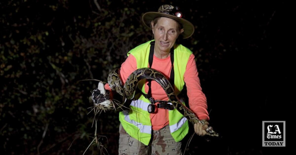 California Python LA Times Today: Women hunting giant pythons in Everglades - Los Angeles ...