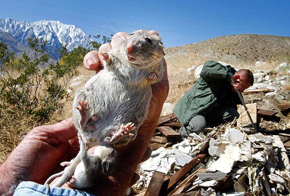 Field biologist Todd Hoggan holds a Neotoma macrotus wood rat that he and team member Tracy Philippi discovered nursing its babies in a trash pile at the side of Whitewater Canyon Road. The specimen was inventoried and returned to its nest. Biologically diverse Whitewater Canyon is about 10 miles northwest of Palm Springs, within view of snowcapped Mt. San Jacinto. See full story