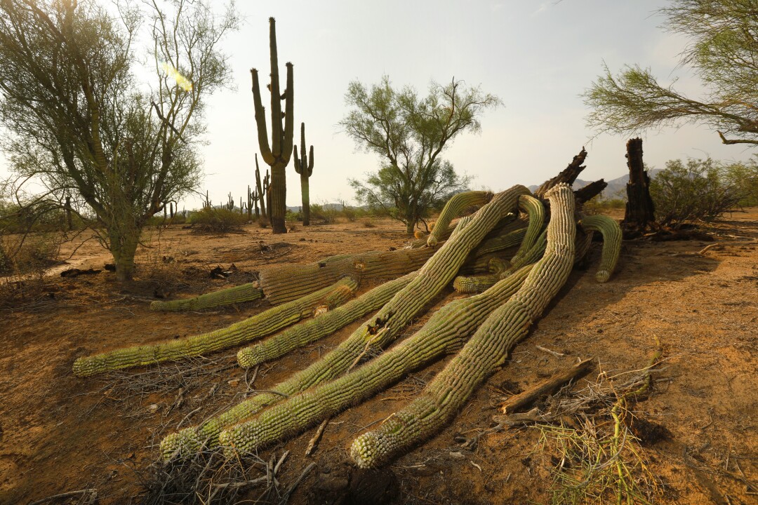 Saguaros, which are native to the desert, are still susceptible to damage under extreme conditions.