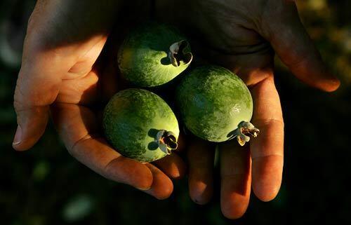 Theres only about two spoonfuls of edible fruit in the small, egg-shaped feijoa, also called pineapple guava. Its tangy flavor combines, not surprisingly, pineapple and guava, and also strawberry and lemon. At this time of the year, the ripe fruit drops to the ground.