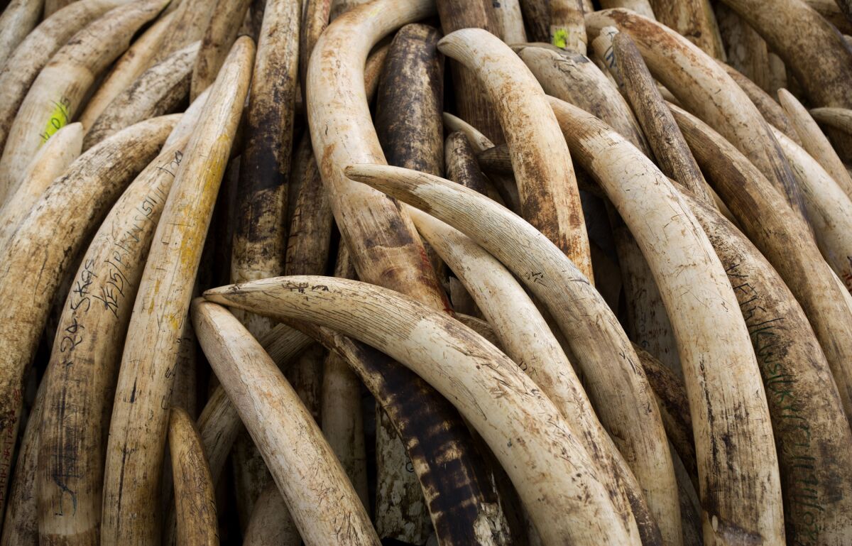 FILE - Elephant tusks are stacked in one of around a dozen pyres of ivory, in Nairobi National Park, Kenya on April 28, 2016. According to a report released on Monday, Feb. 14, 2022, scientists found that most large ivory seizures between 2002 and 2019 contained tusks from repeated poaching of the same elephant populations. (AP Photo/Ben Curtis, File)