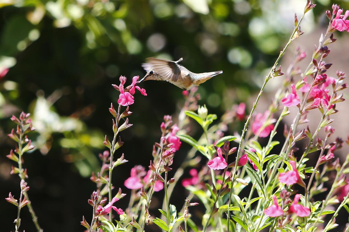 A hummingbird eats out of the habitat garden for Western monarch butterflies at Bluebird Park on Wednesday.