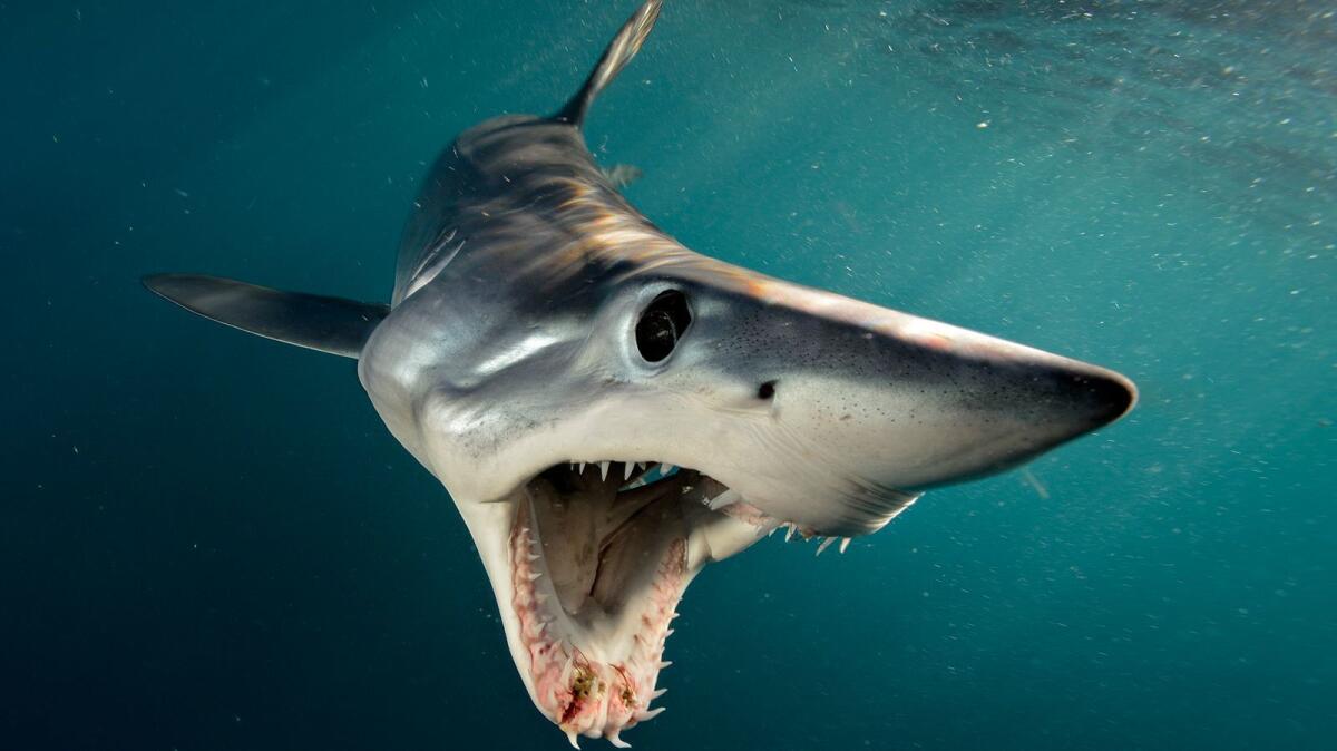 Shortfin mako sharks (Isurus oxyrinchus) off New Zealand. (Brian Skerry)