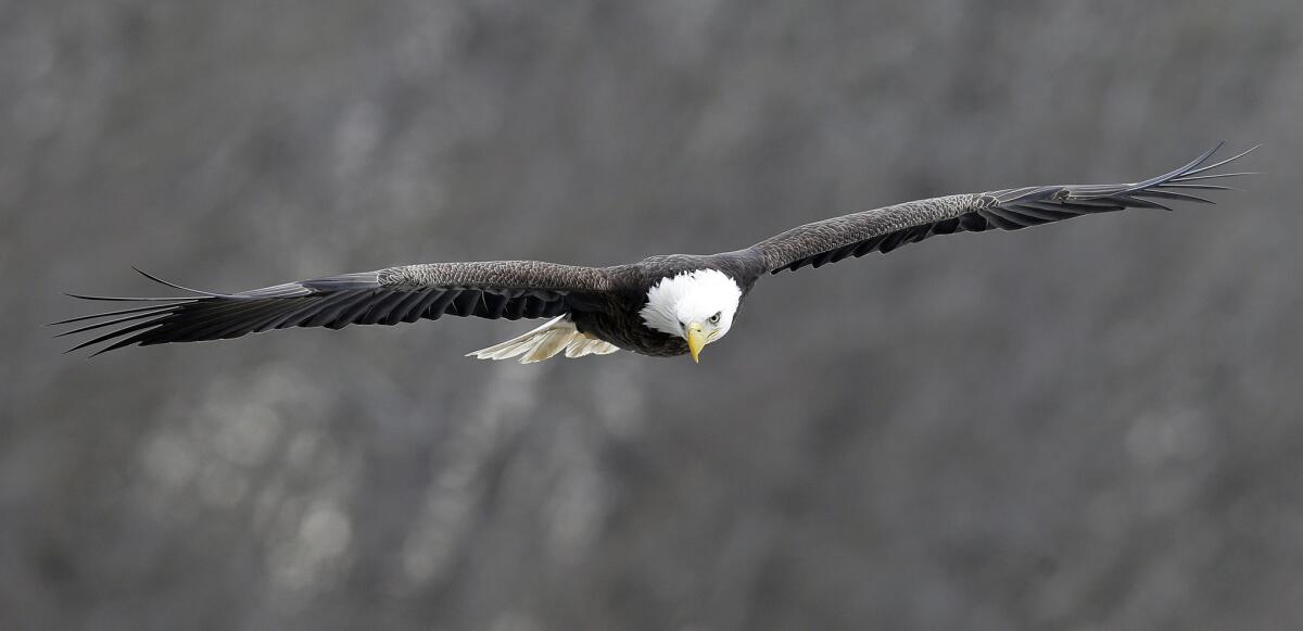 In this January photo, a bald eagle soars over the Haw River in Moncure, N.C.
