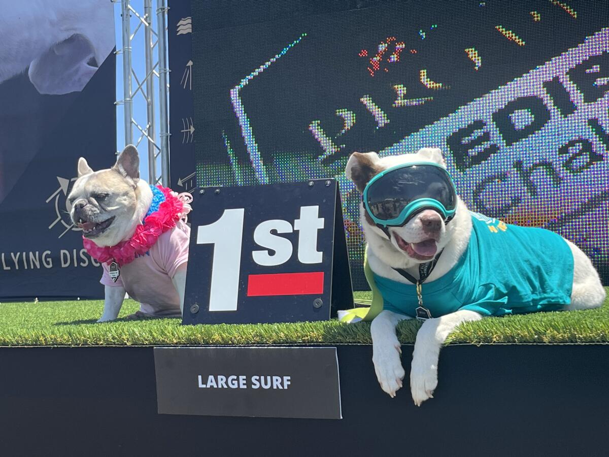 The winners at the Purina Pro Plan Incredible Dog Challenge Western Regional surf dog competition.