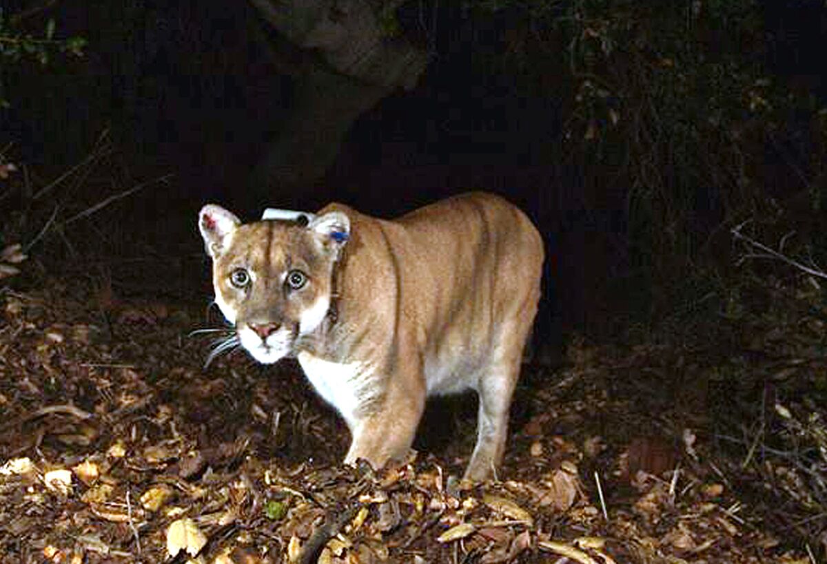 The mountain lion known as P-22 is featured in "Wild LA," a recent book from the Natural History Museum of Los Angeles